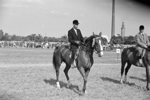 ARH NL Dierssen 1049/0014, Reitturnier, Springe, 1950