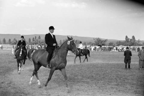 ARH NL Dierssen 1049/0016, Reitturnier, Springe, 1950
