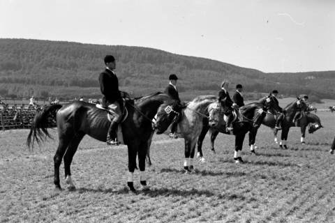 ARH NL Dierssen 1049/0025, Reitturnier, Springe, 1950