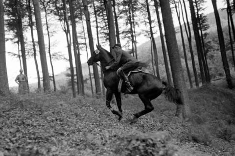 ARH NL Dierssen 1050/0004, Reitturnier, Springe, 1950