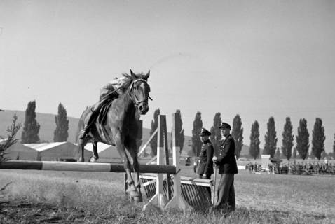 ARH NL Dierssen 1050/0006, Reitturnier, Springe, 1950