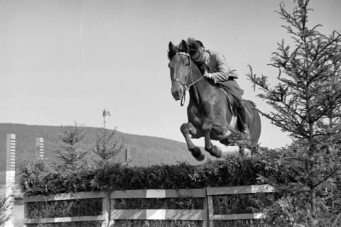 ARH NL Dierssen 1050/0007, Reitturnier, Springe, 1950