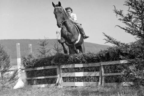 ARH NL Dierssen 1050/0009, Reitturnier, Springe, 1950