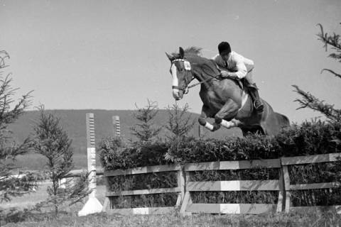 ARH NL Dierssen 1050/0014, Reitturnier, Springe, 1950