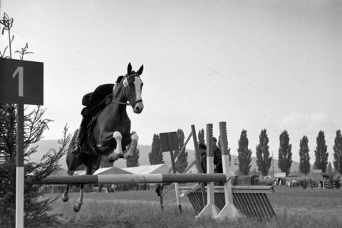 ARH NL Dierssen 1050/0022, Reitturnier Springe, 1950