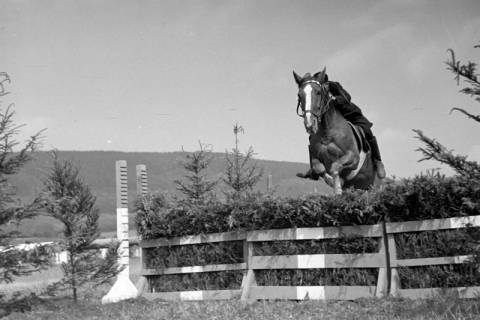 ARH NL Dierssen 1050/0023, Reitturnier, Springe, 1950
