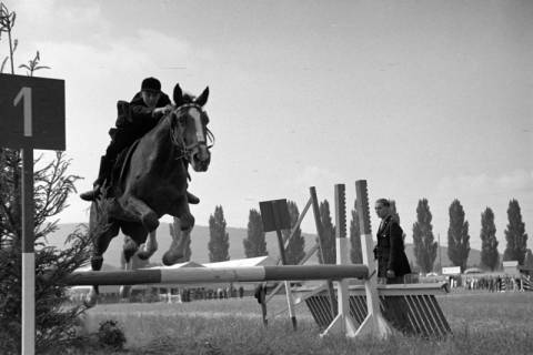 ARH NL Dierssen 1050/0024, Reitturnier, Springe, 1950