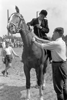 ARH NL Dierssen 1050/0027, Reitturnier, Springe, 1950