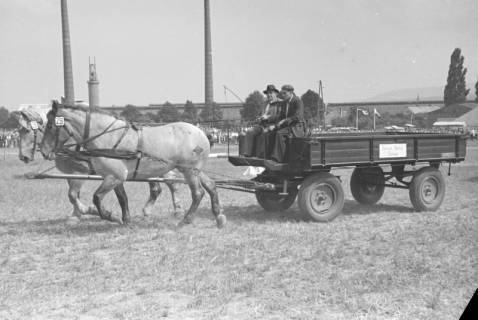 ARH NL Dierssen 1050/0032, Reitturnier, Springe, 1950