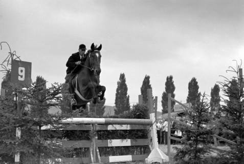ARH NL Dierssen 1051/0001, Reitturnier, Springe, 1950