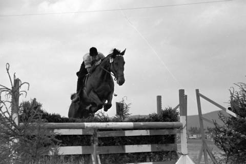 ARH NL Dierssen 1051/0003, Reitturnier, Springe, 1950