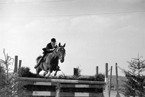 ARH NL Dierssen 1051/0006, Reitturnier, Springe, 1950