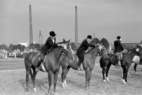 ARH NL Dierssen 1051/0012, Reitturnier, Springe, 1950