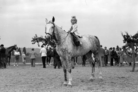 ARH NL Dierssen 1051/0015, Reitturnier, Springe, 1950