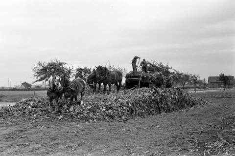 ARH NL Dierssen 1078/0012, Rübenernte, Rössing, 1950