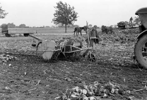 ARH NL Dierssen 1079/0005, Rübenernte mit Vollmaschine, Rössing, 1950