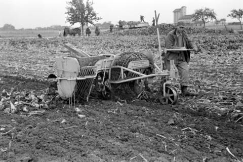 ARH NL Dierssen 1079/0006, Rübenernte mit Vollmaschine, Rössing, 1950