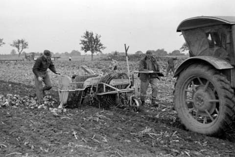 ARH NL Dierssen 1079/0007, Rübenernte mit Vollmaschine, Rössing, 1950