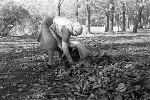 ARH NL Dierssen 1087/0005, Laubsammlerin, Lehrte, 1950