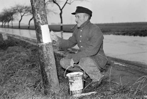 ARH NL Dierssen 1092/0016, Straßenwärter streicht Chausseebäume, Lehrte, 1950