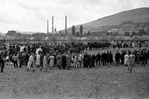 ARH NL Dierssen 1135/0008, Reiterfest, Springe, 1951