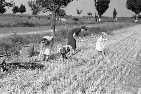 ARH NL Dierssen 1146/0019, Ährensammler, Gestorf, 1951