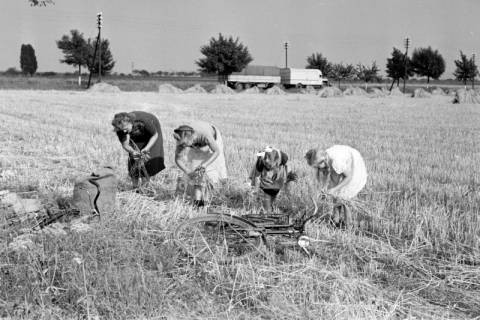 ARH NL Dierssen 1146/0021, Ährensammler, Gestorf, 1951