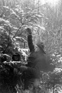 ARH NL Dierssen 1163/0007, Weihnachtsbaumernte, Springe, 1951