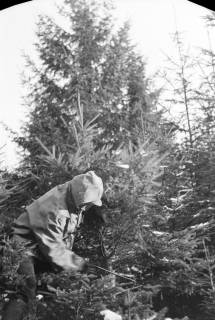 ARH NL Dierssen 1163/0009, Weihnachtsbaumernte, Springe, 1951