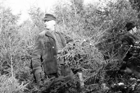 ARH NL Dierssen 1163/0010, Weihnachtsbaumernte, Springe, 1951