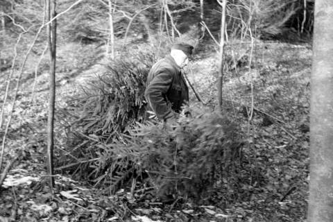 ARH NL Dierssen 1163/0011, Weihnachtsbaumernte, Springe, 1951