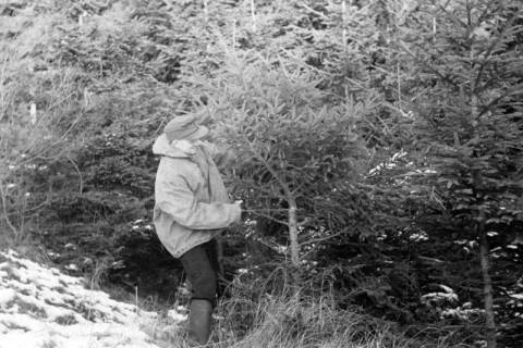ARH NL Dierssen 1163/0012, Weihnachtsbaumernte, Springe, 1951