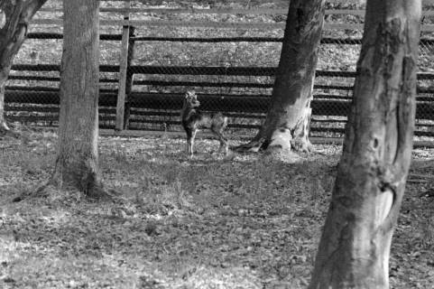 ARH NL Dierssen 1184/0011, Mufflon im Saupark, Springe, 1952