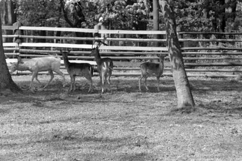 ARH NL Dierssen 1185/0001, Damwild im Saupark, Springe, 1952