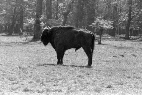 ARH NL Dierssen 1185/0003, Wisentstier "Springinsfeld" im Saupark, Springe, 1952