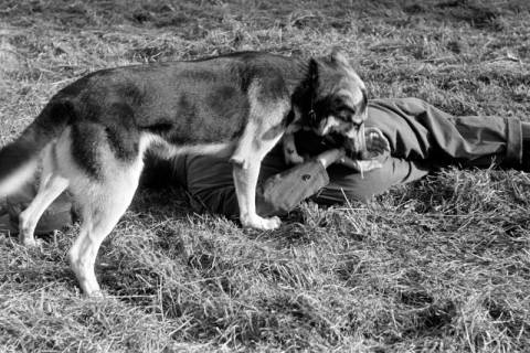ARH NL Dierssen 1210/0001, Brauchbarkeitsprüfung für Hunde-Wettkämpfe, Hasperde, 1952