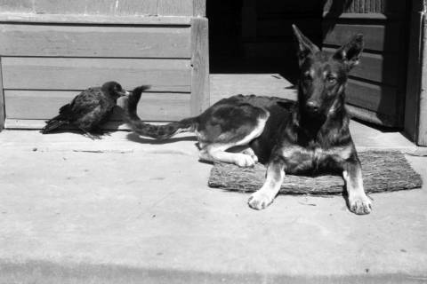ARH NL Dierssen 1212/0021, Hund und Rabe, Hachmühlen, 1952