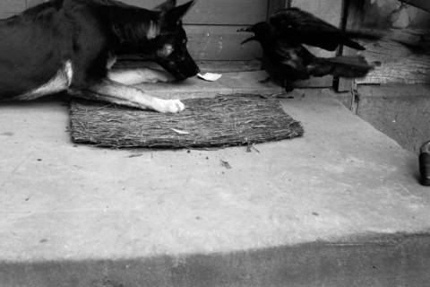 ARH NL Dierssen 1212/0022, Hund und Rabe, Hachmühlen, 1952