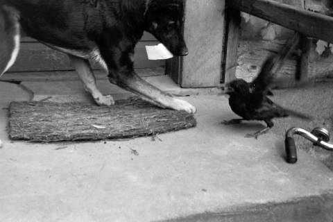 ARH NL Dierssen 1212/0023, Hund und Rabe, Hachmühlen, 1952