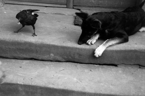 ARH NL Dierssen 1212/0024, Hund und Rabe, Hachmühlen, 1952