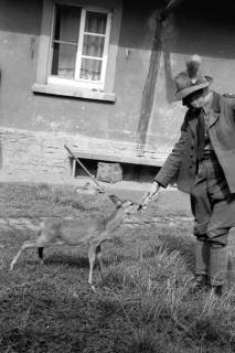 ARH NL Dierssen 1213/0004, Rehkitz "Gretchen", Springe, 1952