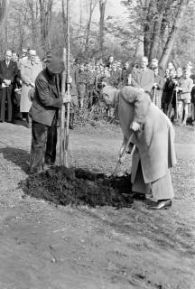 ARH NL Dierssen 1236/0006, Tag des Baumes, Springe, 1953