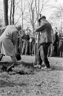ARH NL Dierssen 1236/0009, Tag des Baumes, Springe, 1953
