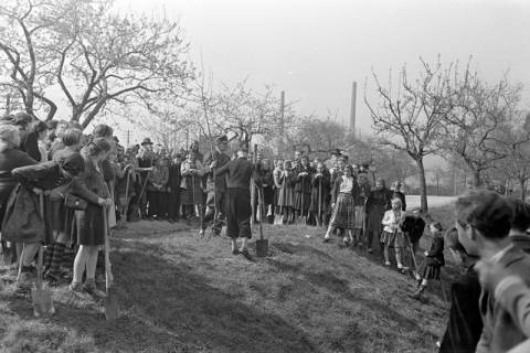 ARH NL Dierssen 1236/0010, Tag des Baumes, Springe, 1953