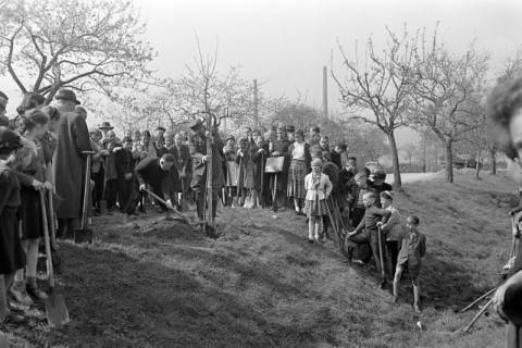 ARH NL Dierssen 1236/0013, Tag des Baumes, Springe, 1953