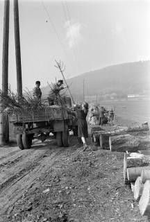 ARH NL Dierssen 1236/0018, Tag des Baumes, Springe, 1953