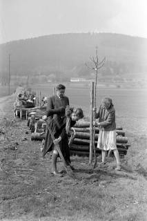 ARH NL Dierssen 1236/0022, Tag des Baumes, Springe, 1953