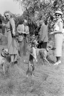 ARH NL Dierssen 1242/0011, Windhundrennen, Steinhude, 1953