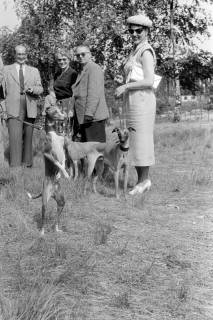 ARH NL Dierssen 1242/0012, Windhundrennen, Steinhude, 1953