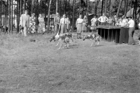 ARH NL Dierssen 1242/0015, Windhundrennen, Steinhude, 1953